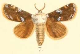 Image of Belippa thoracica Moore 1879