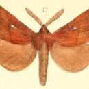 Image of Kosala flavosignata Moore 1879