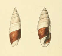 Image of Scabricola bicolor (Swainson 1824)