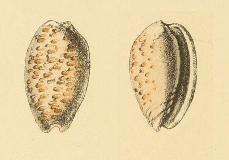 Image of white-spot marginella