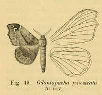 Слика од Odontopacha