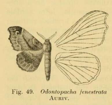 Слика од Odontopacha