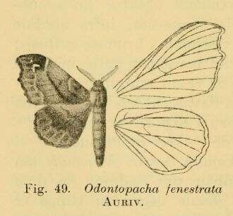 Image of Odontopacha