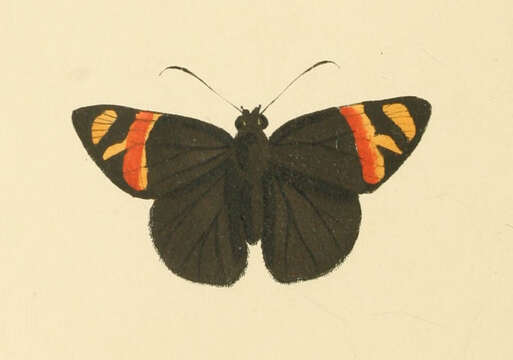 Image of Entheus priassus Linnaeus 1758