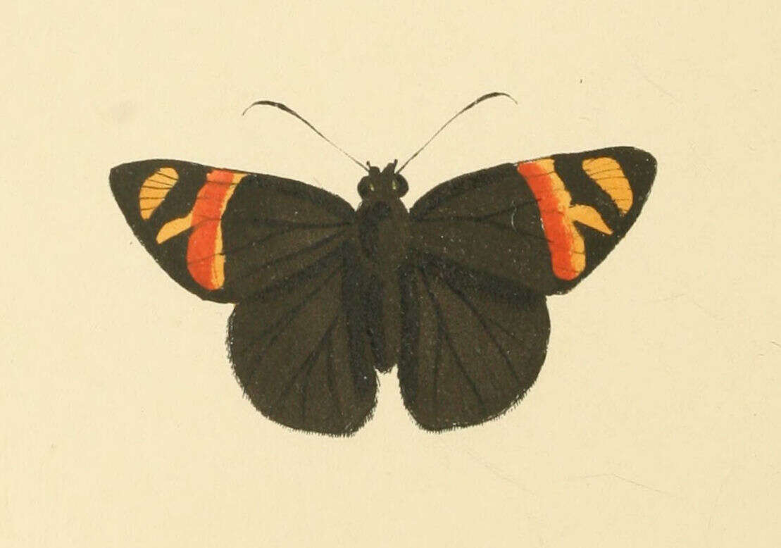 Image de Entheus priassus Linnaeus 1758