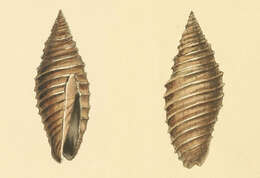 Image of Subcancilla sulcata (Swainson 1825)