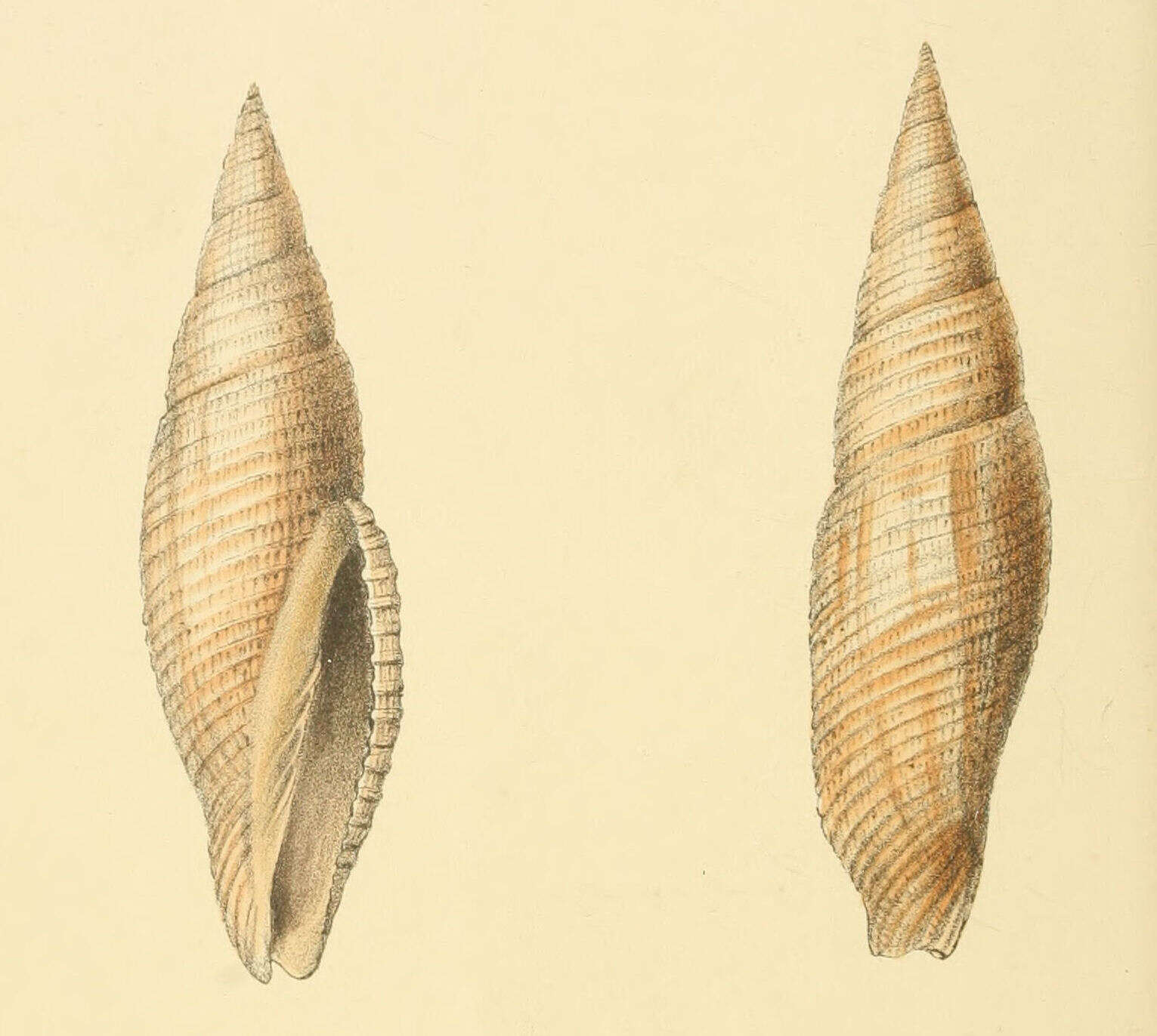 Image of Cancilla isabella (Swainson 1831)