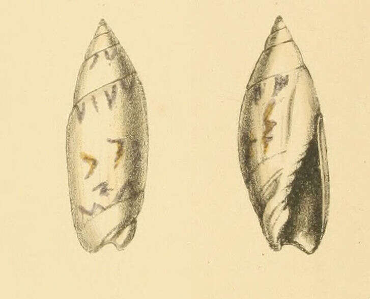 Image of Olivella nivea (Gmelin 1791)