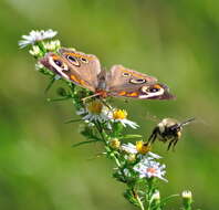 Image of Common buckeye