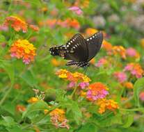 Papilio troilus Linnaeus 1758 resmi