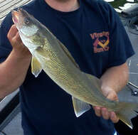 Image of Walleye