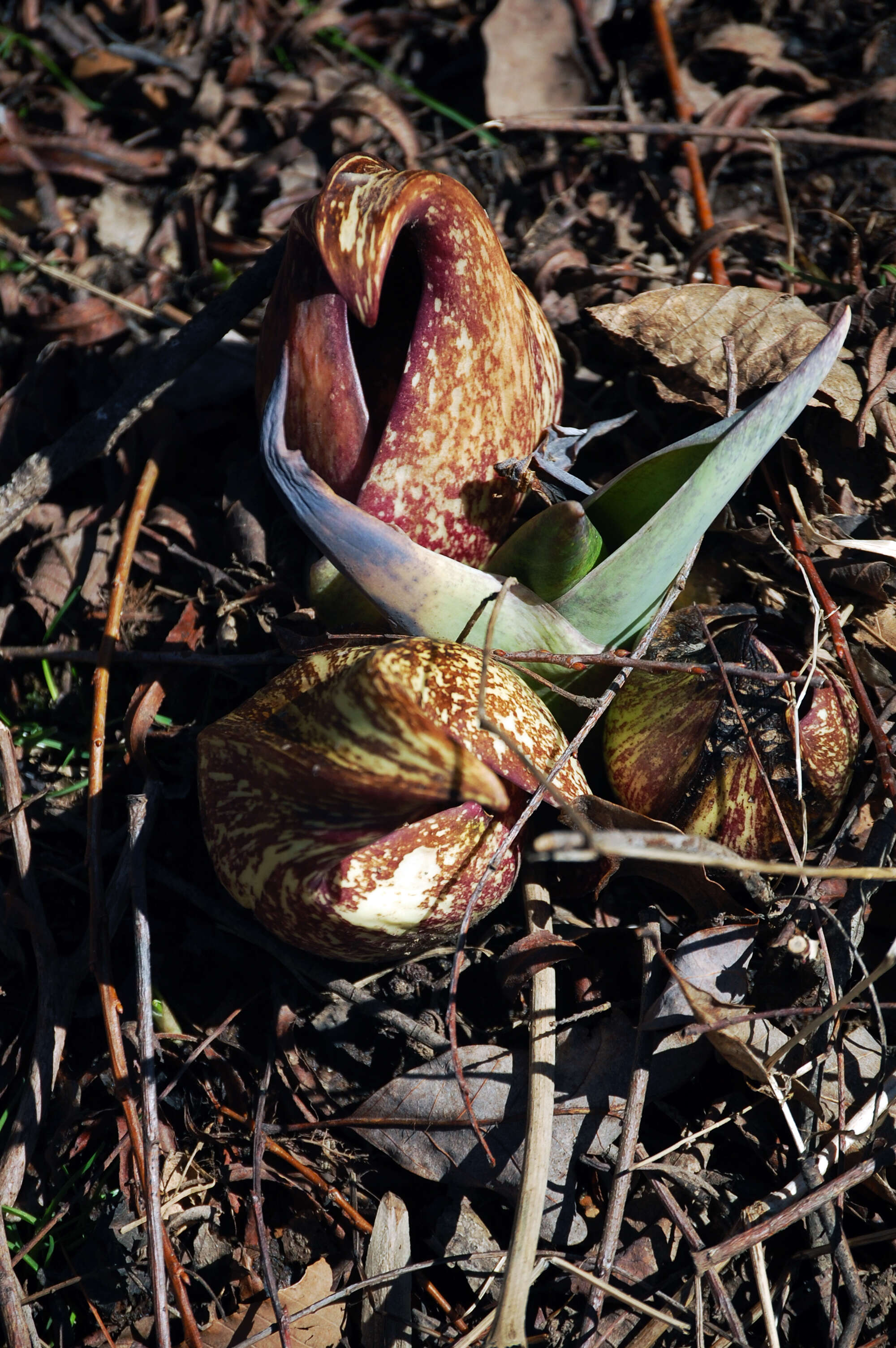 Image of Clumpfoot Cabbage