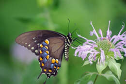 Papilio troilus Linnaeus 1758 resmi