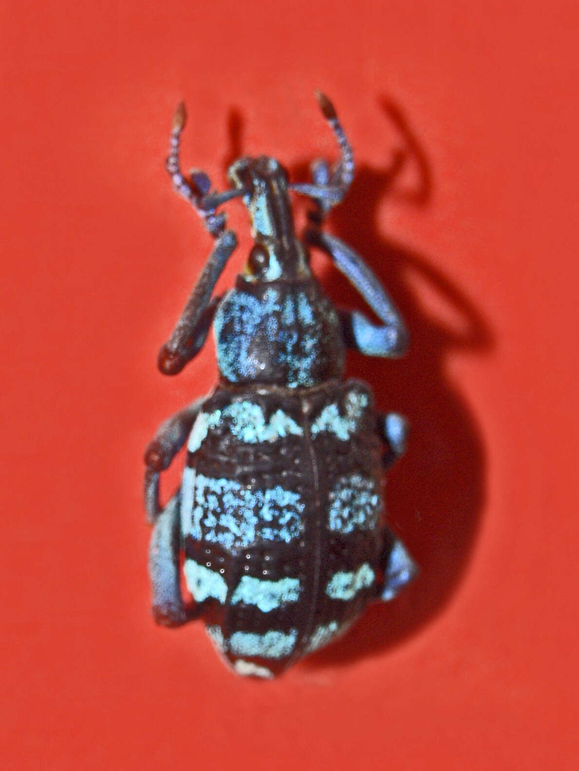 Image of Eupholus tupinierii