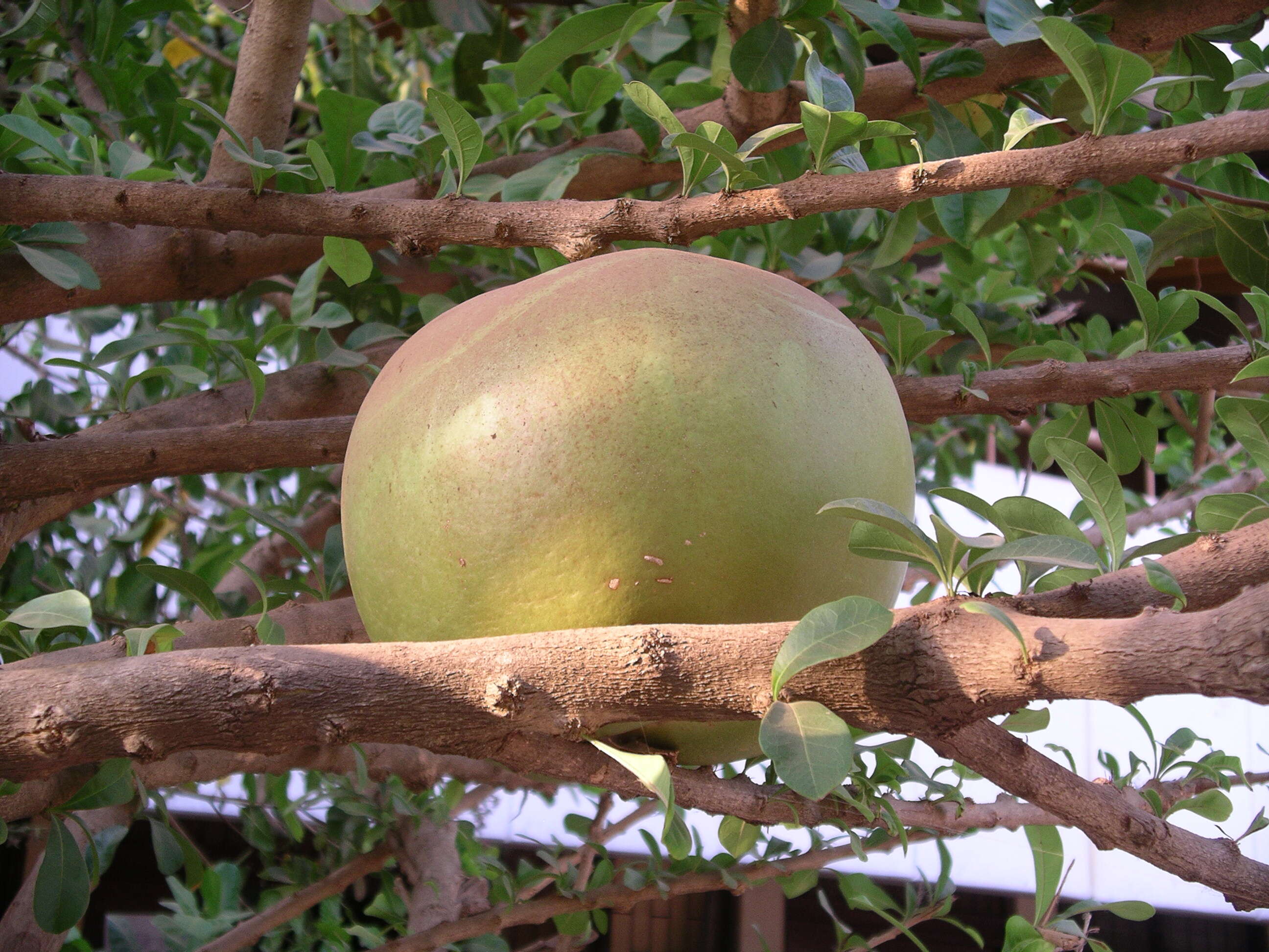 Image of jackfruit