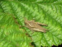 Image of Awl-shaped Pygmy Grasshopper