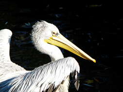 Image of Pink-backed Pelican