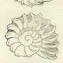 Image of Liotella polypleura (Hedley 1904)
