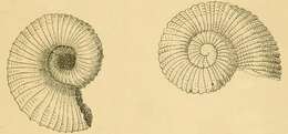 Image of Liotella pulcherrima (Brazier ex Henn & Brazier 1894)