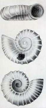 Image of Liotella kilcundae (Gatliff & Gabriel 1914)