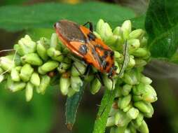 Image of black & red squash bug