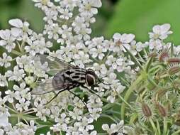 Sivun Graphomya maculata (Scopoli 1763) kuva