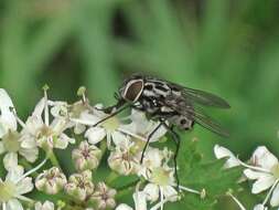 Sivun Graphomya maculata (Scopoli 1763) kuva