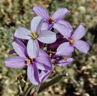 Image of Erysimum scoparium (Brouss. ex Willd.) Wettst.