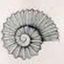 Image of Liotella rotula (Suter 1908)