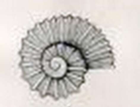 Image of Liotella rotula (Suter 1908)