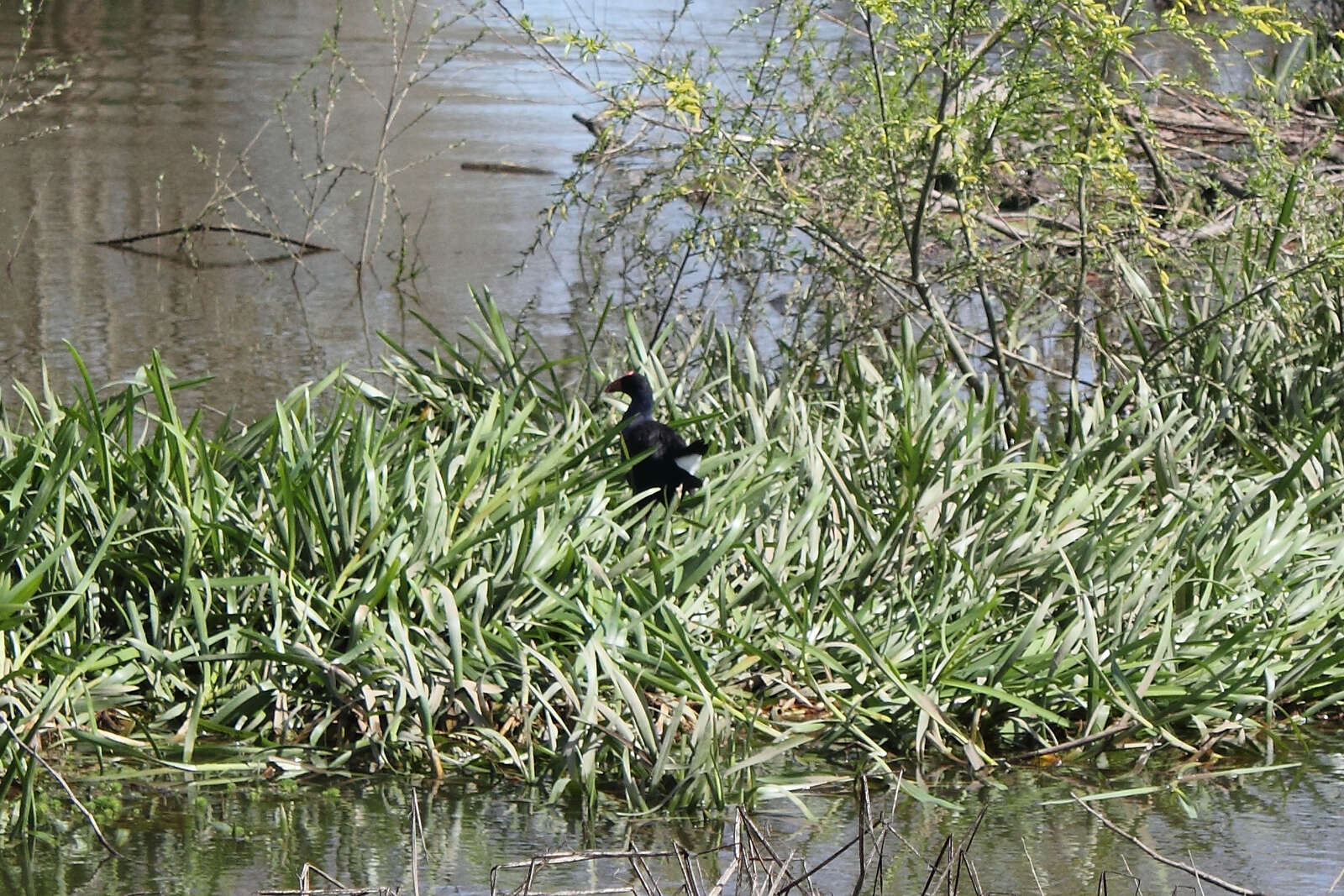 Image of Australasian Swamphen