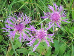 Image of wig knapweed