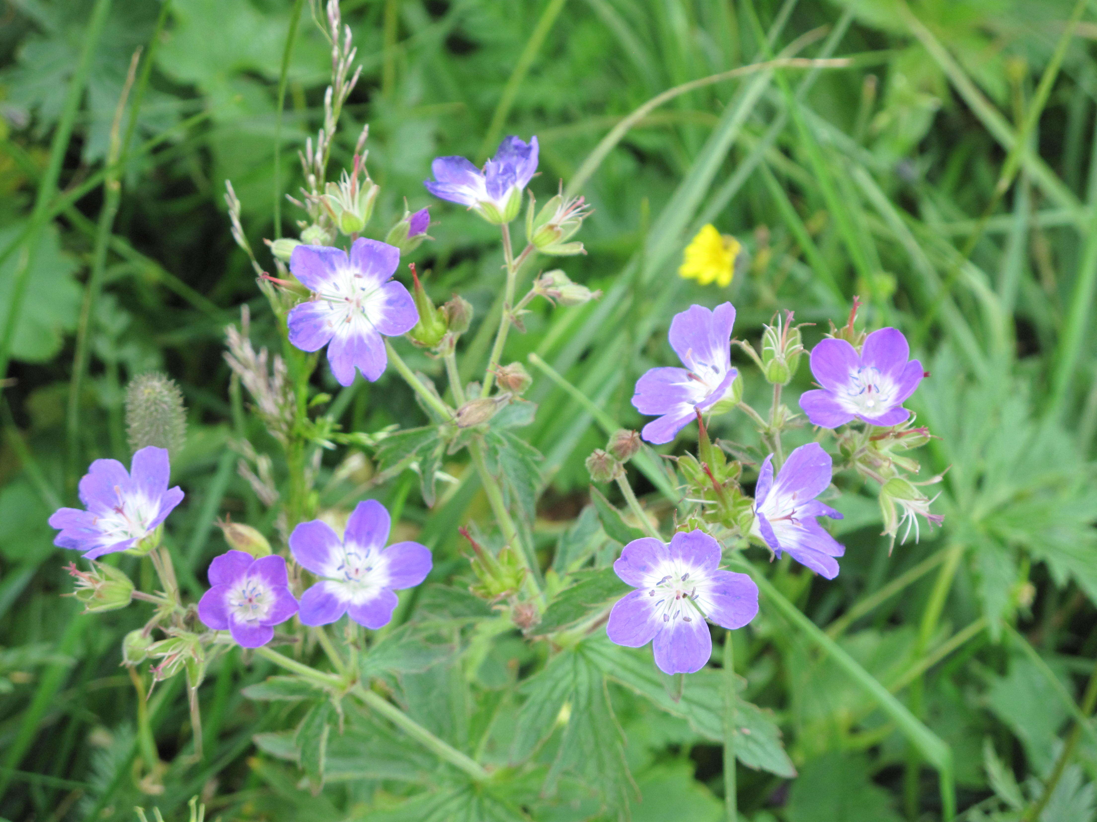 Image of Wood Crane's-bill