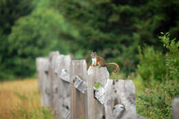 Image of pine squirrel