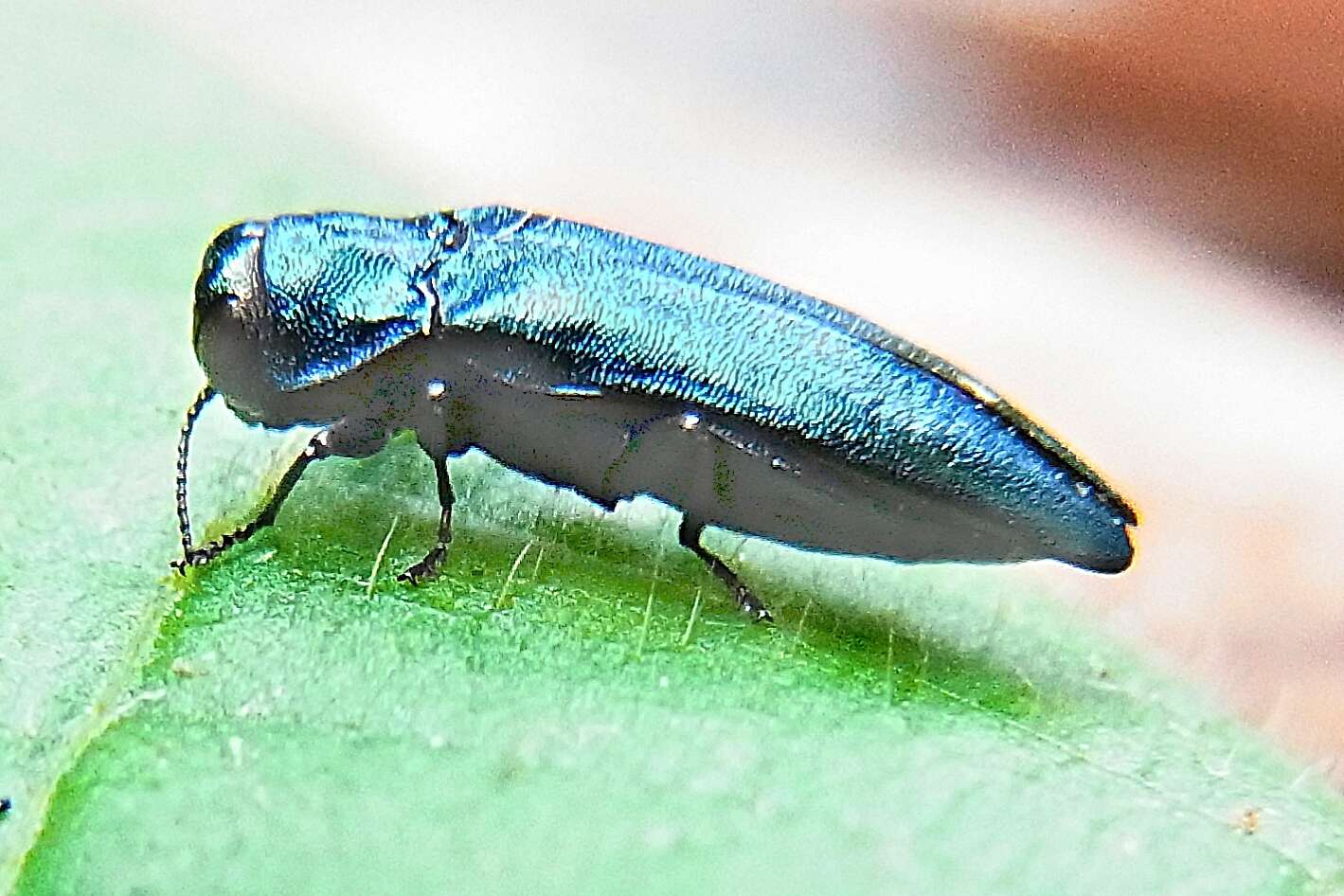 Imagem de Agrilus cyanescens (Ratzeburg 1837)