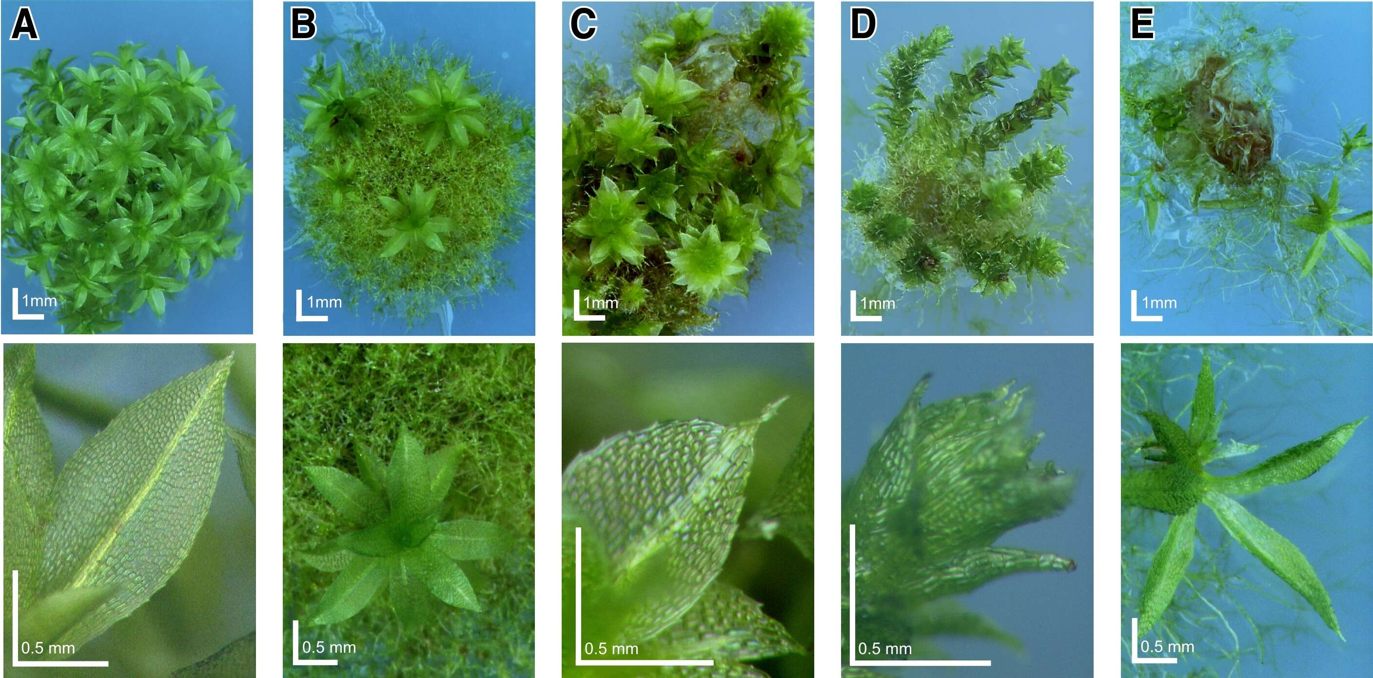 Image of physcomitrella moss