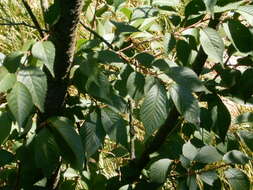 Image of Japanese flowering cherry