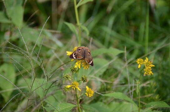 Image of Common buckeye