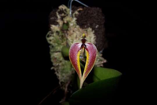 Слика од Bulbophyllum maxillare (Lindl.) Rchb. fil.