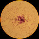 Image of Lactococcus
