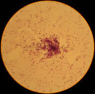Image de Lactococcus