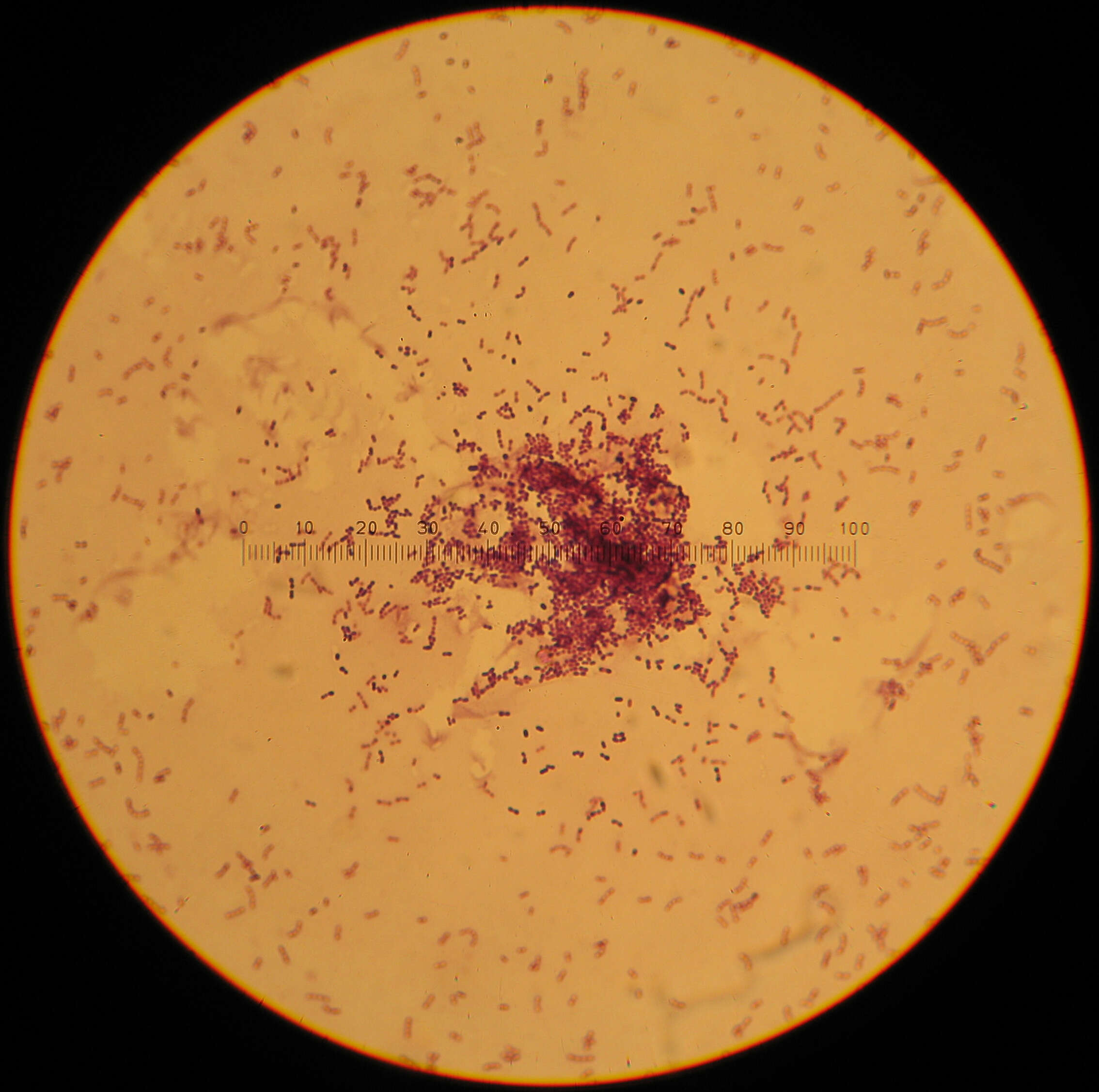 Image de Lactococcus