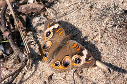 Image of Common buckeye