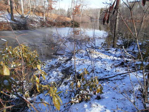 Image of beavers