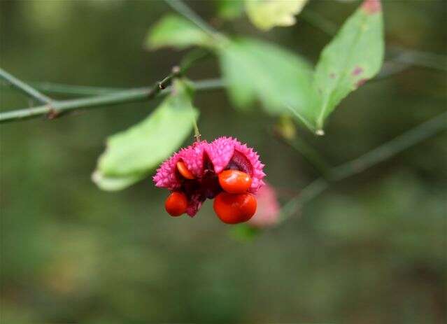 Image of burningbush