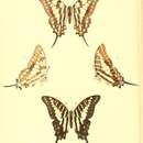 Graphium junodi (Trimen 1893)的圖片