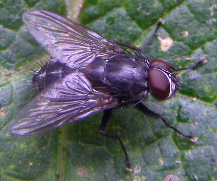 Image of House fly