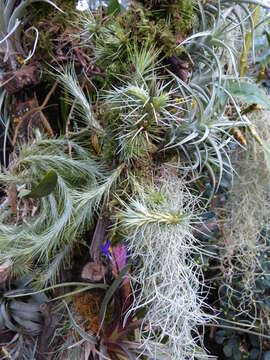 Image of Tillandsia andreana É. Morren ex André