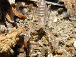 Image of Troglotayosicidae