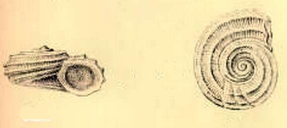 Image of Lodderia Tate 1899